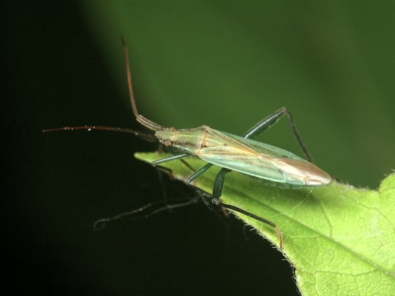 Stenodema holsata (Fabricius, 1787)